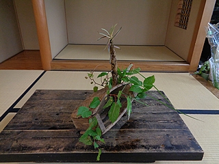 なげいれ作品・真竹、深山木天蓼、九階草、、芒、升草