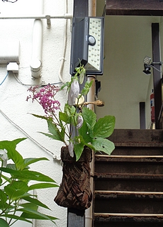 なげいれ作品・京鹿子、蛍袋、一人静