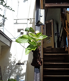 なげいれ作品・半夏生、土佐水木