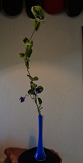 土佐水木、桔梗