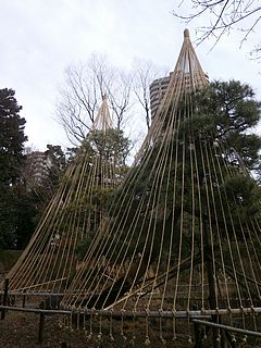 甘泉園・雪吊り