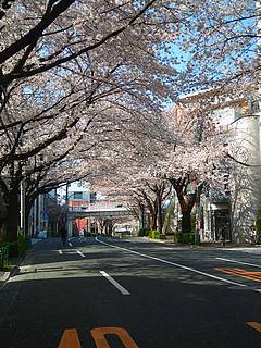中野の哲学堂附近桜並木