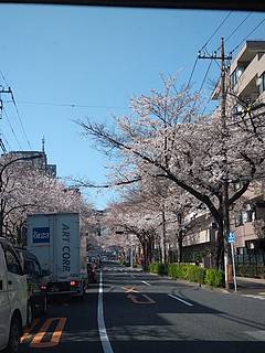 中野の哲学堂附近桜並木