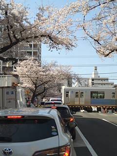 中野の哲学堂附近桜並木