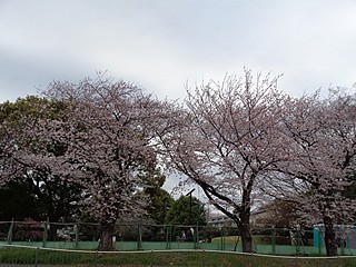 桜