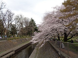 善福寺川の桜