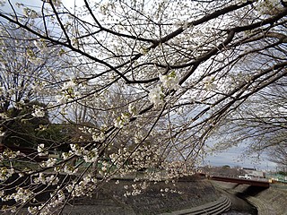 大島桜