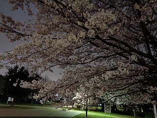 夜桜