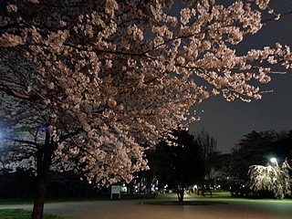 夜桜