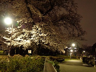 夜桜