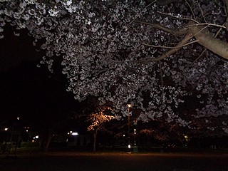 夜桜