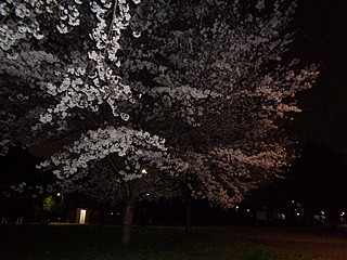 夜桜