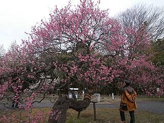 神代植物公園