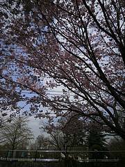 善福寺川沿い桜