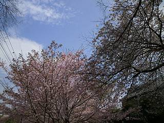 善福寺川沿い桜