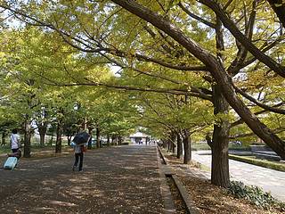 昭和記念公園イチョウ