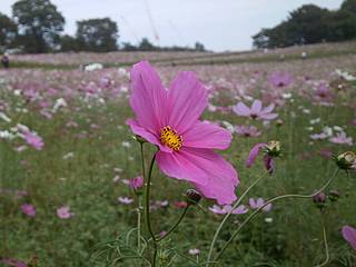 昭和記念公園コスモス