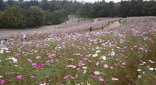 昭和記念公園コスモス