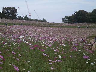 昭和記念公園コスモス