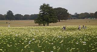 昭和記念公園コスモス