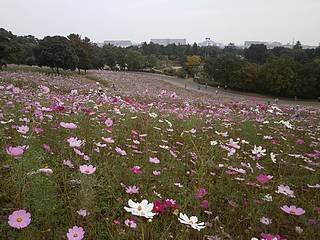 昭和記念公園コスモス