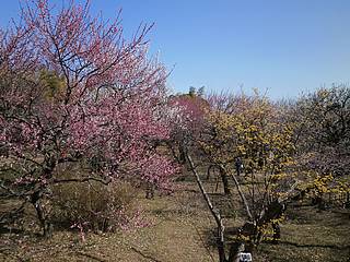 神代植物園