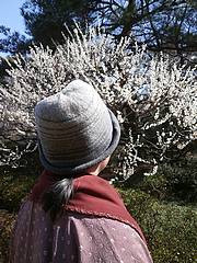 神代植物園・梅見