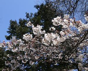 桜