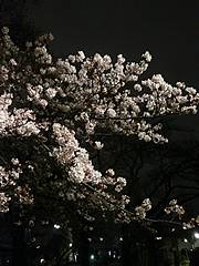 夜桜